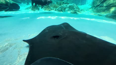 rayas nadando serenamente en el tanque del acuario bajo el agua de cerca