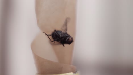 Macro-View-Of-Housefly-Trapped-On-Fly-Paper-Hanging-From-Ceiling