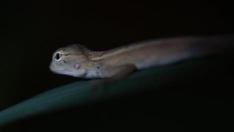 El-Lagarto-De-Jardín-Oriental-También-Se-Llama-Lagarto-De-Jardín-Oriental,-Chupasangre-Y-Lagarto-Cambiable