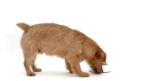 norfolk terrier dog eating food 4k