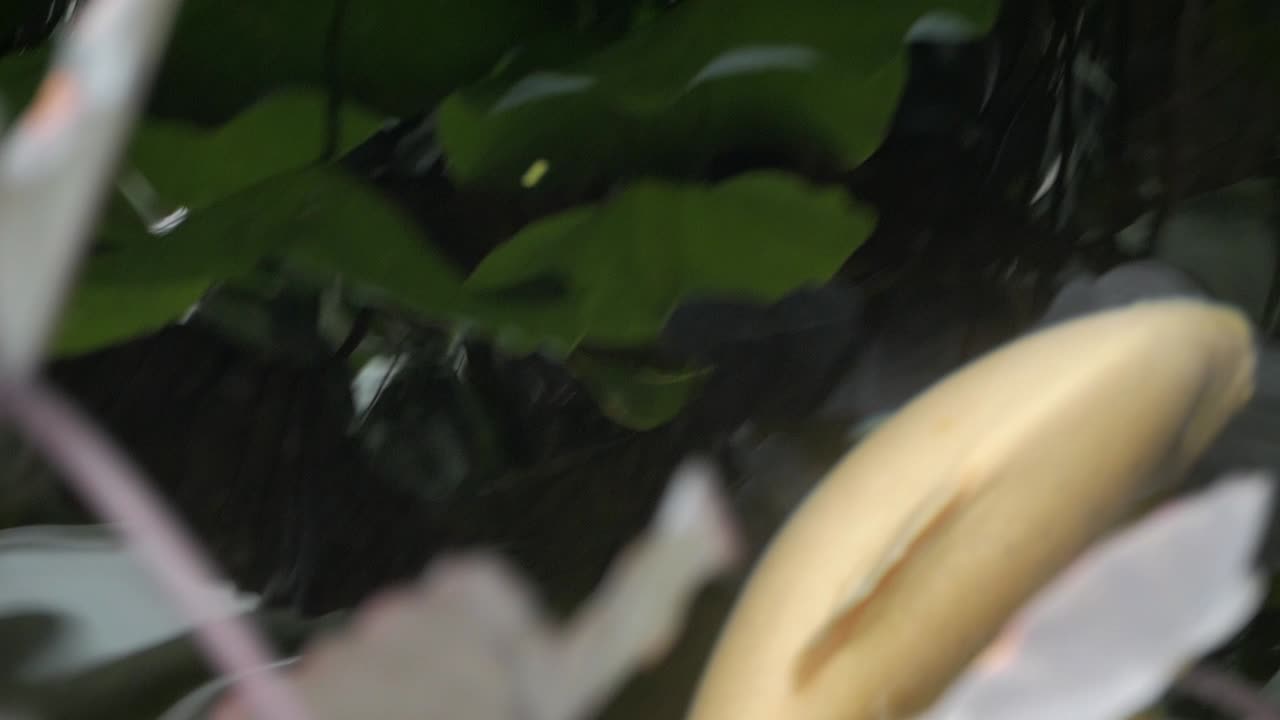 Big yellow fish, carp, swimming in pond at wet tropical zone in Princess of Wales Conservatory at Kew Gardens, London. Fish between aquatic plant leaves like water lillies.