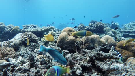 paisaje de arrecifes de coral en el océano azul profundo con variedad de coloridos peces de arrecife nadando bajo