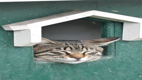 cat peeking out of birdhouse