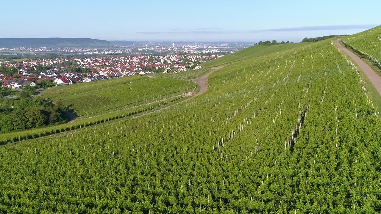flight over vineyard