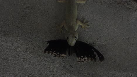 Lizard--haunting-and--eating-butterfly--