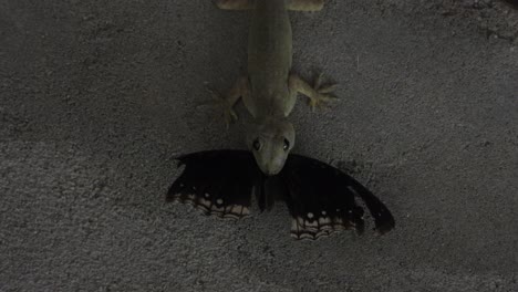 lagarto inquietante y comiendo mariposa