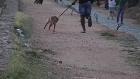 Cachorro-De-Golden-Retriever-Corriendo-Con-Su-Amo-En-Galle-Dutch-Fort,-Sri-Lanka-Tarde-En-Cámara-Lenta-B-Roll-Clip