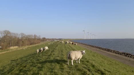 orbiting around sheep grazing on waterfront grassland, windpark in background