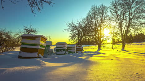 snow covered beehives sitting in deep snow in field during sunset