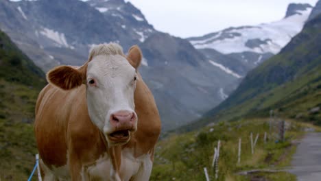 cow grazing on a mountain farm