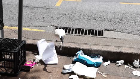 bird scavenging trash on a city street