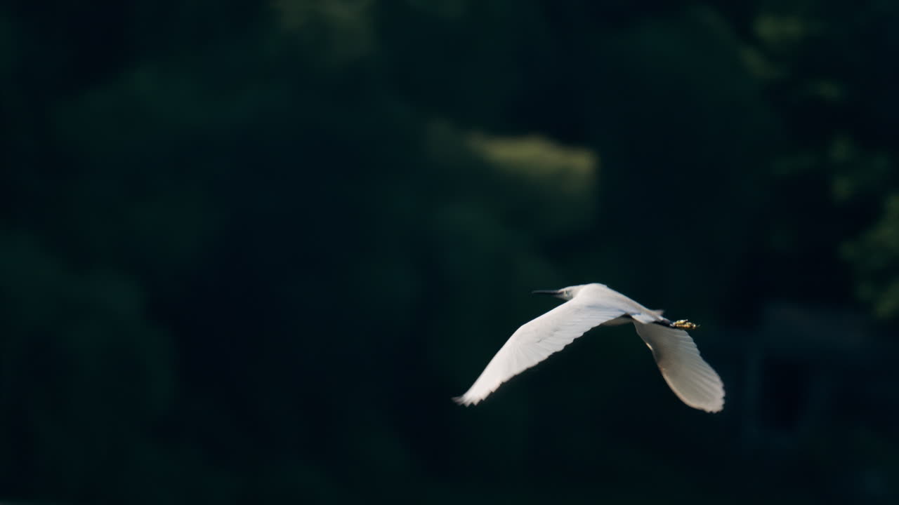 White egret flying low across a calm body of water