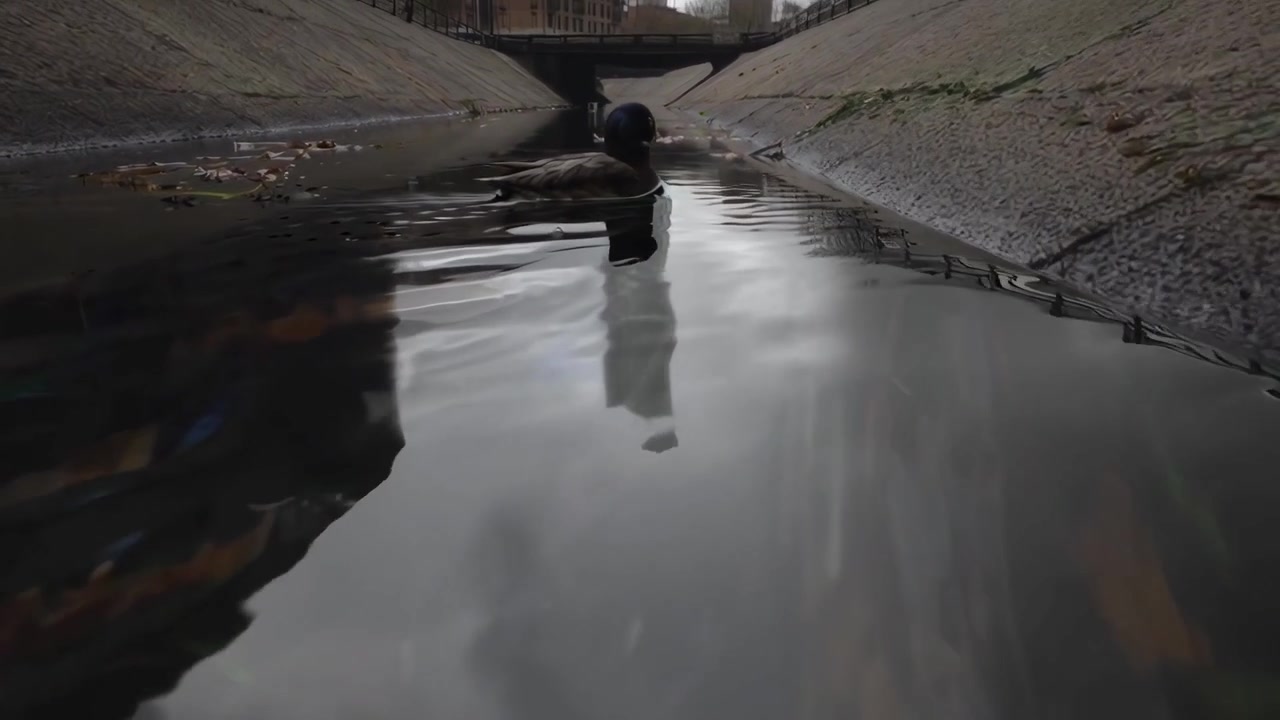 Stockente schwimmt in verschmutztem Stadtkanal