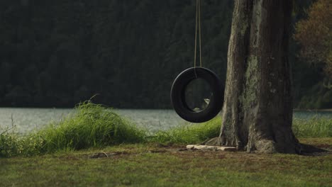 tire hanging from a tree near a lake