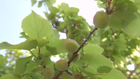 rama de durazno, agricultura de frutas frescas