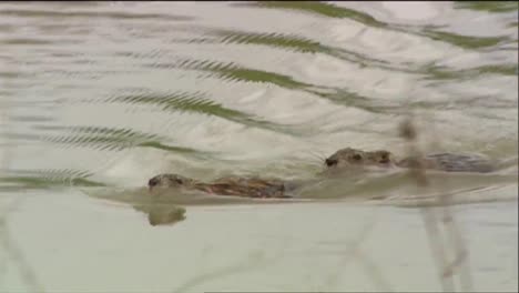 a beaver swims in a river and builds dams in a river 1