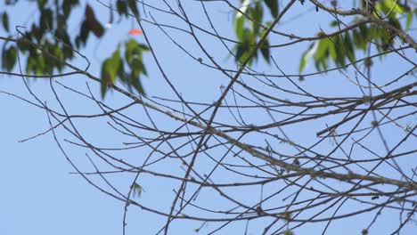 Ramas-Muertas-Del-árbol-De-Eucalipto-Y-Hojas-Verdes-En-La-Parte-Posterior