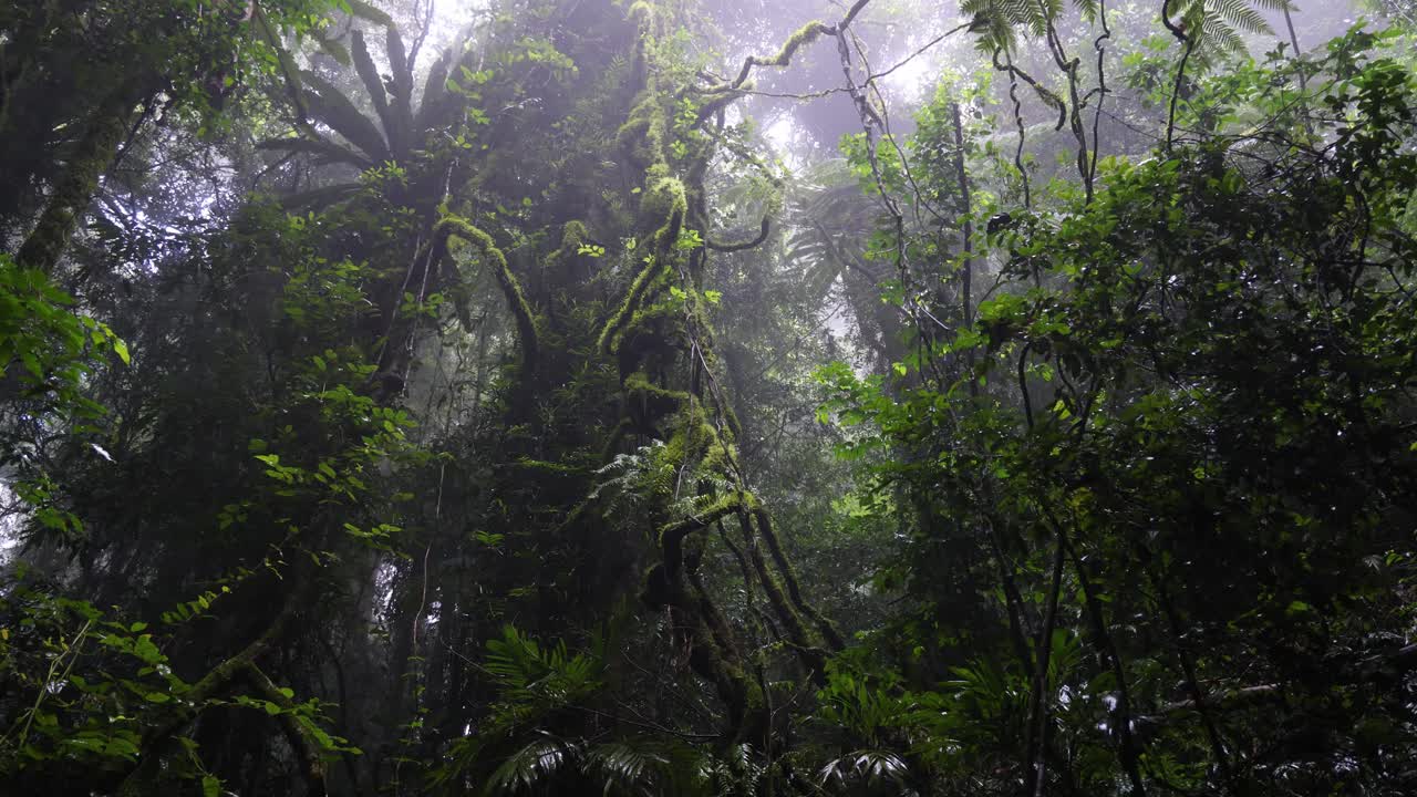 密集した森で変化する光のタイムラップ