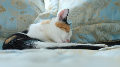 The-Kitten-Is-Washing-Lying-On-The-Bed