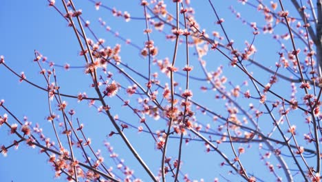 un primer plano de las ramas de los árboles-flores a principios de la primavera