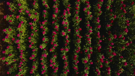 Día-De-Muertos-Campo-De-Flores-Rojas