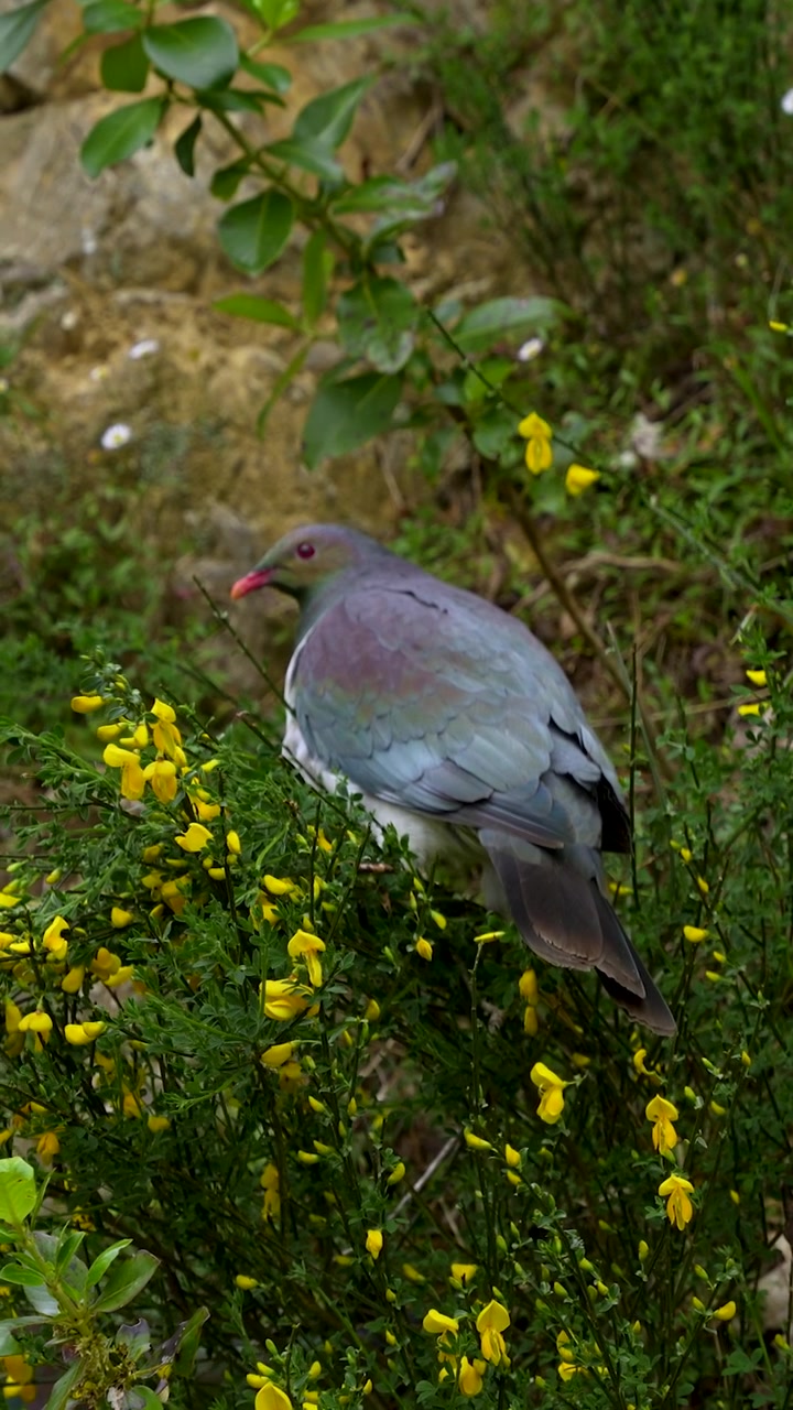 Kereru si posa tra fiori gialli nella vegetazione autoctona della Nuova Zelanda, scatto verticale statico di fauna selvatica