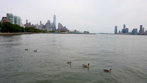 Patos-En-El-Muelle-De-La-Ciudad-De-Nueva-York