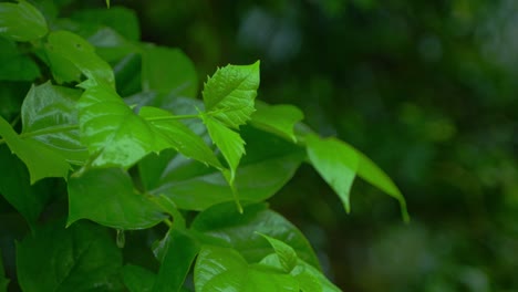 in the rainy season, eastern india receives heavy rainfall during the rainy season