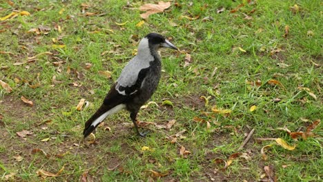 a magpie walking on grassy ground