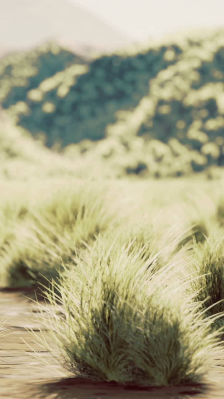 Lush green grass growing vibrantly in a tranquil valley landscape