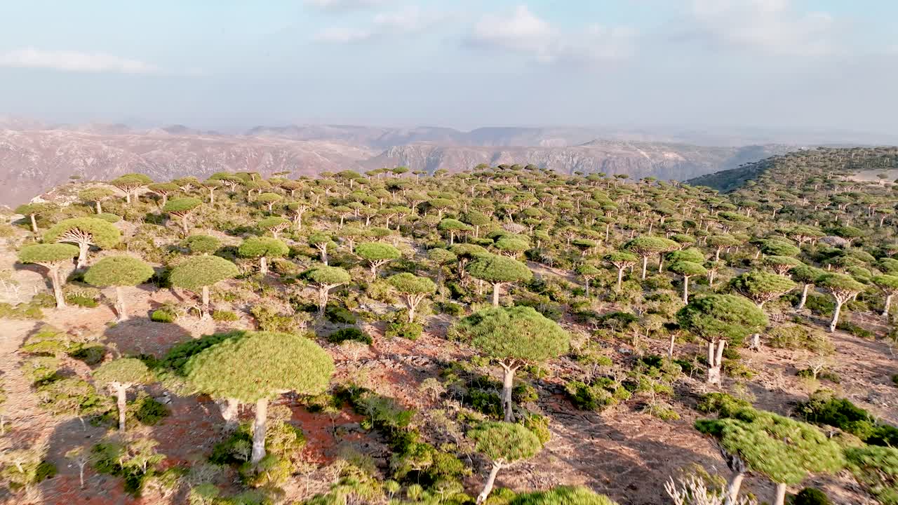 vuela sobre el raro bosque del árbol de la sangre del dragón en el archipiélago de socotra, yemen