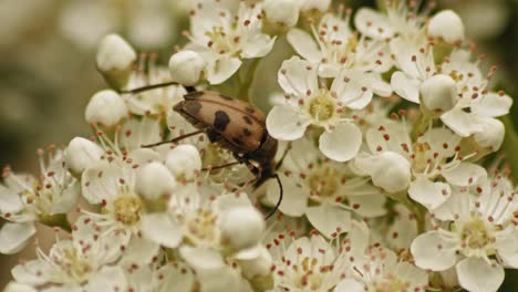 El-Escarabajo-Manchado-De-Cuernos-Largos-Se-Alimenta-De-Una-Flor-De-Espino-Blanco