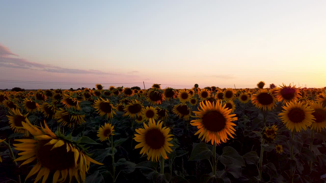 campo de girasoles en la hermosa puesta de sol
