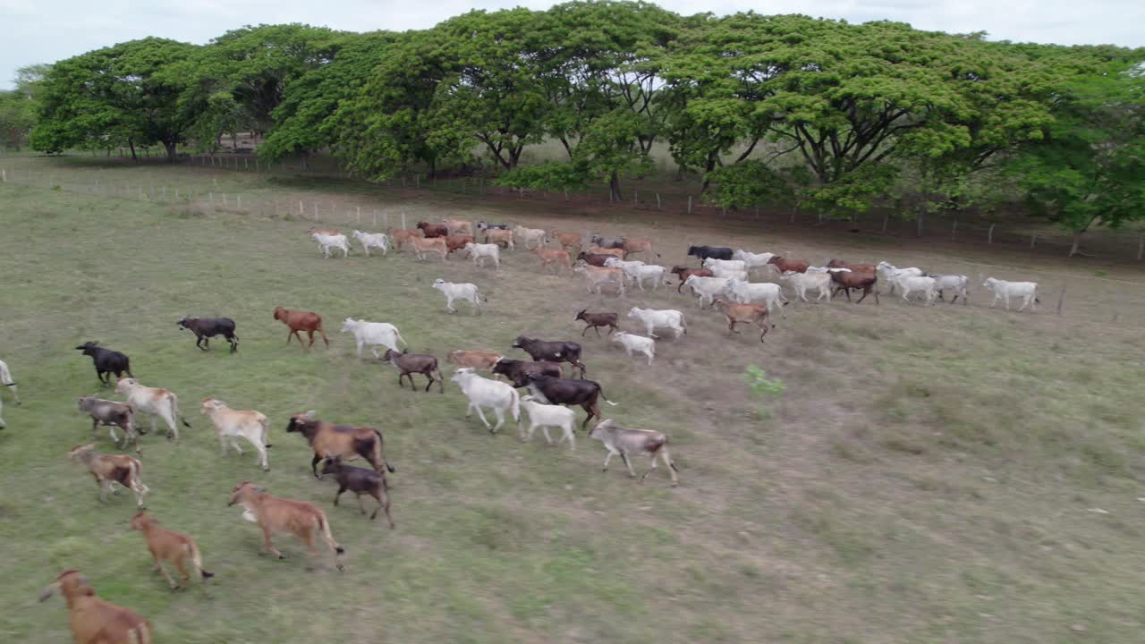 Cow herd moving on grassy field under trees, aerial view in rural Venezuela
