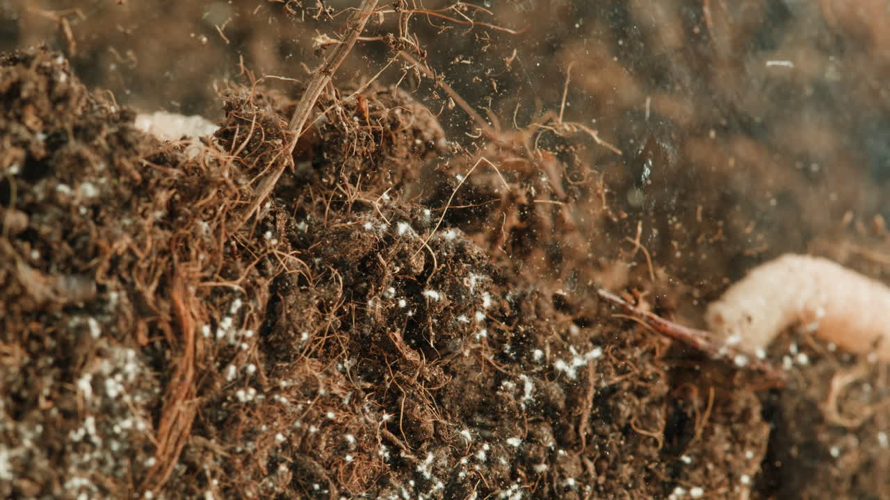 Close-up of soil and organic matter