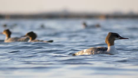 common merganser female  swimming on the rippling water