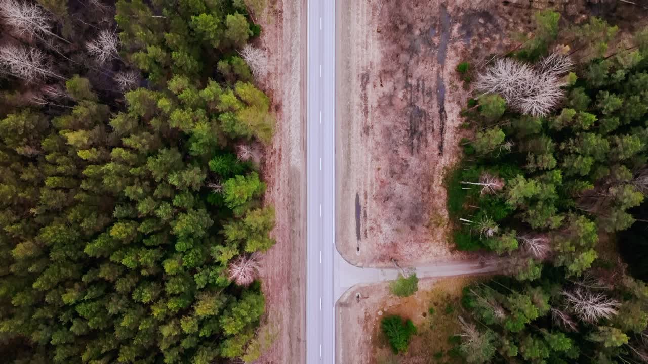 Aerial overhead view of empty road dividing pine forest at calm Latvian sunrise