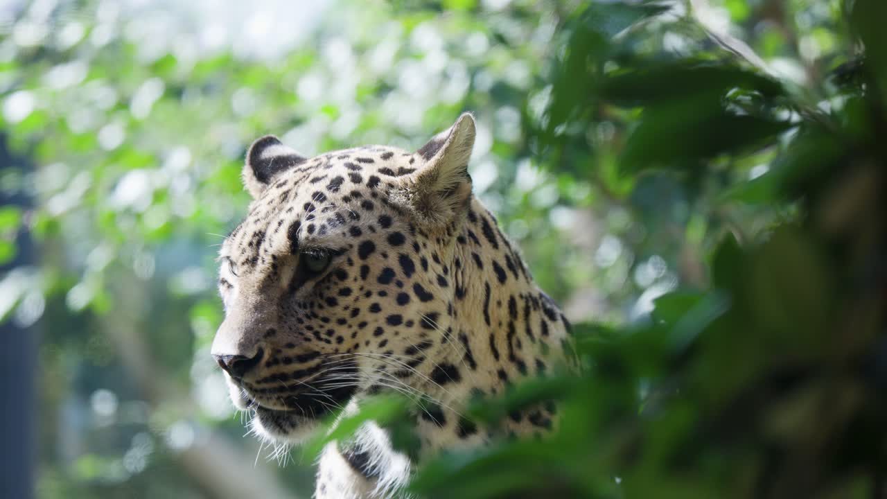 Leopard stands alert among green leaves, natural daylight, shallow depth, steady camera, zoo environment