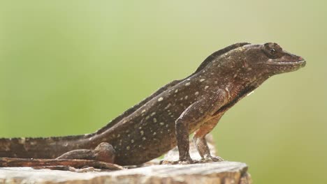 Lizard5