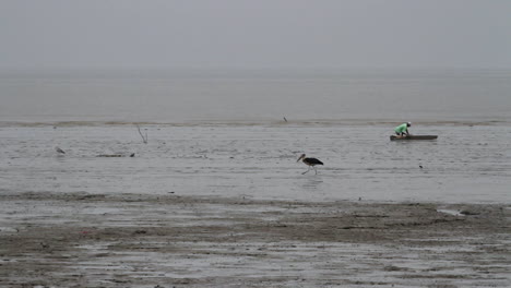 El-Hombre-Y-El-Pájaro-Coexisten-En-Una-Playa-Fangosa-Cuando-La-Marea-Baja-Recolecta-Mariscos-En-Un-Tablón-Deslizante-De-Madera