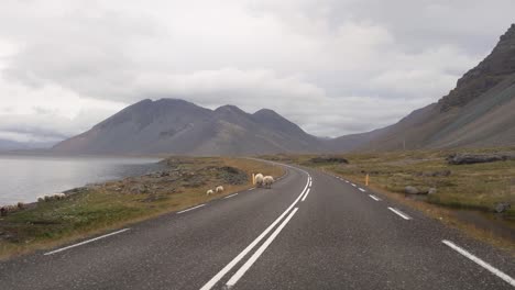 vista cinematográfica de ovejas caminando por la carretera de circunvalación en islandia