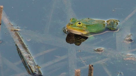 A-green-frog-sits-calmly-in-the-water-of-a-pond,-surrounded-by-natural-aquatic-vegetation