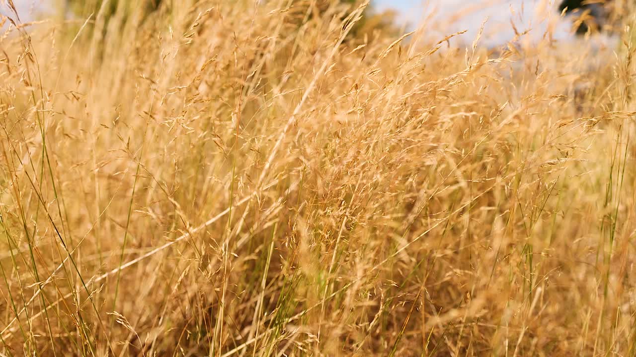 la hierba alta balanceándose en el viento
