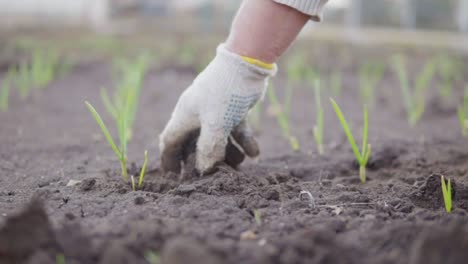 Vista-De-Cerca-De-Una-Mano-En-Guante-Limpiando-El-Suelo-Alrededor-De-Las-Plantas.-Plantar-Cebolla-En-El-Suelo.-Filmado-En-Cámara-Lenta