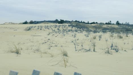 coastal sand dunes and pine trees behind short wooden fence cape henlopen state park delaware united states on a overcast spring day