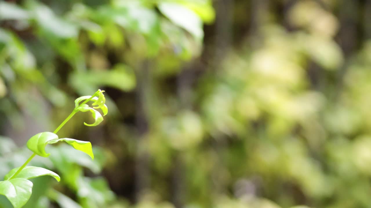 A leaf unfurling in a lush garden