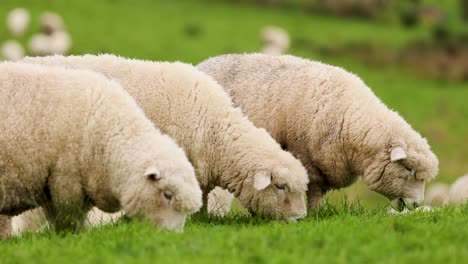several sheep and lambs eat fresh grass in a vibrant, sunlit field. the camera remains steady, capturing slow-motion detail and a soft, natural background blur