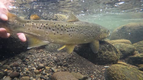 Bachforelle-Schwimmt-Frei,-Nachdem-Sie-In-Zeitlupe-Unter-Wasser-Freigelassen-Wurde