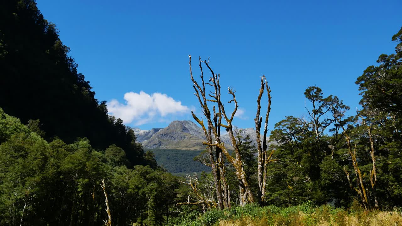pintoresco paisaje natural con árboles, pastos y montañas en el fondo durante la luz del sol y el cielo azul