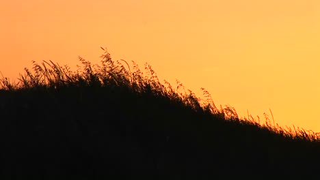 Mediumshot-Of-Silhouetted-Wheat-Blowing-At-Goldenhour